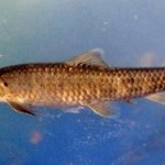 Garra Rufa Fish For An Unconventional Exfoliation