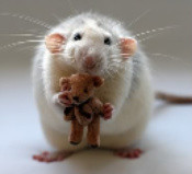 hair growth treatment