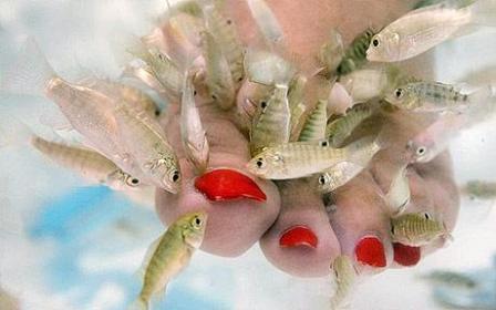 Fish Pedicure Treatment