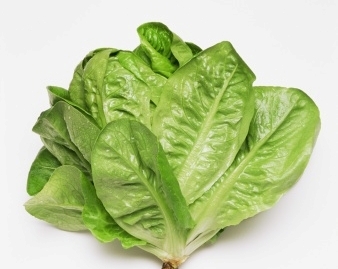 Romaine-lettuce
