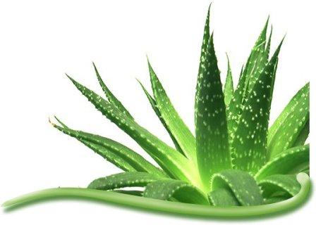 Aloe vera for Skin Care Aloe vera for Skin Care